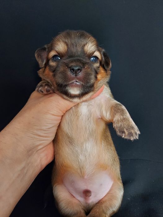 Продаю щенка чихуахуа