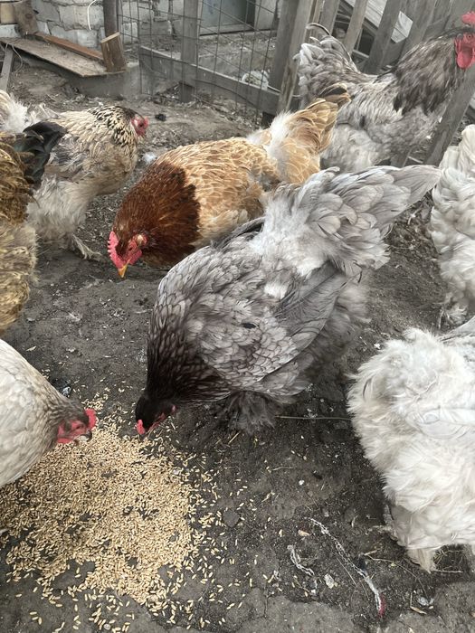 яицо Брама инкубационное.