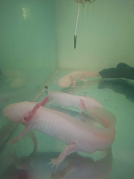 axoloti alb si roz (abystoma mexicanum)