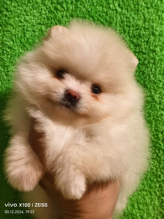 Очаровательные щенки шпица.