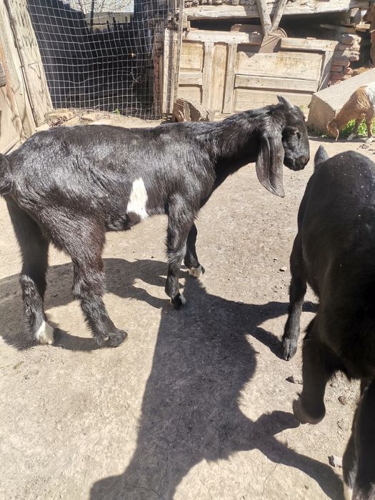 Tap Anglo Nubian de 3 luni