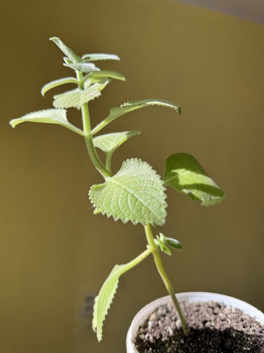 Мята комнатная молодая