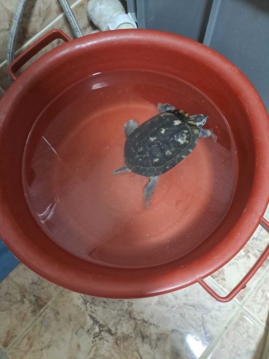 Черепаха  водная