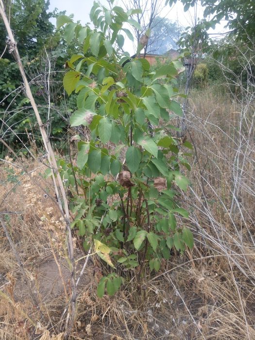 Орех,  дереро продам