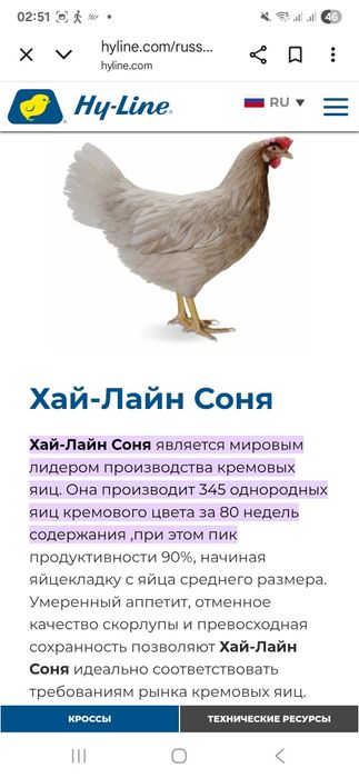 Хаммаси 100 % товук чикади. Цыплята Курочки несушки.  Jojalar