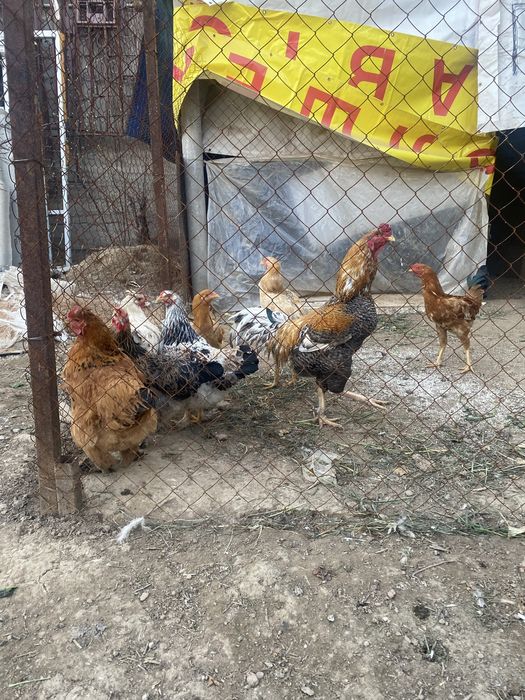 Петухи продаю петухи