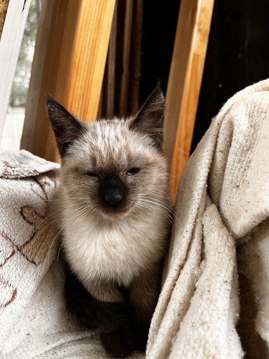 Отдам котенка в добрые руки