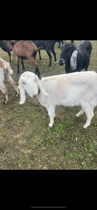 Anglonubiene metis f4