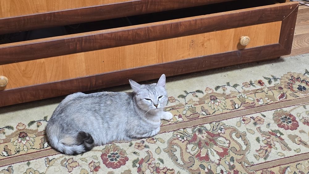 Отдам кошечку в добрые руки