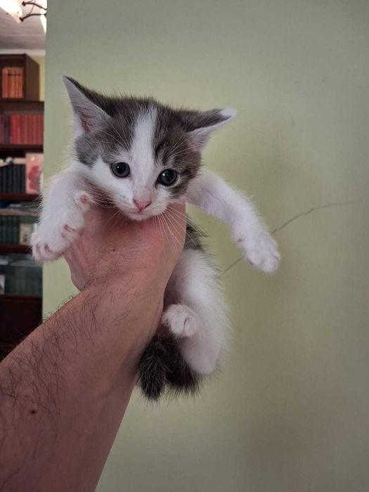 отдам котят добрым людям