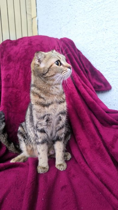 Продается шотландский котенок