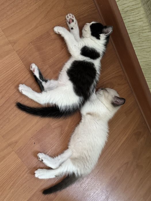 Котята в хорошие руки