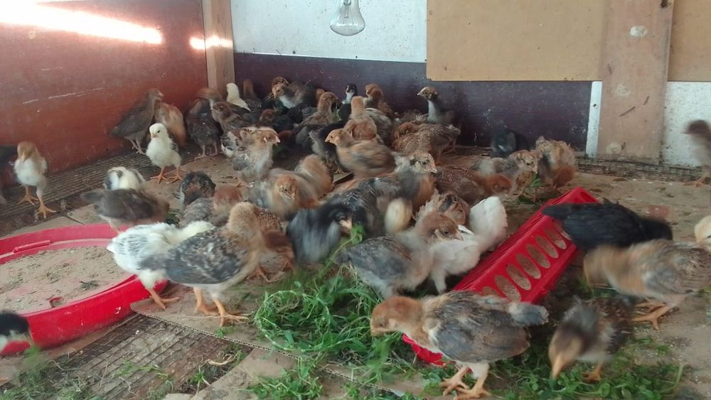Продам домашних цыплят