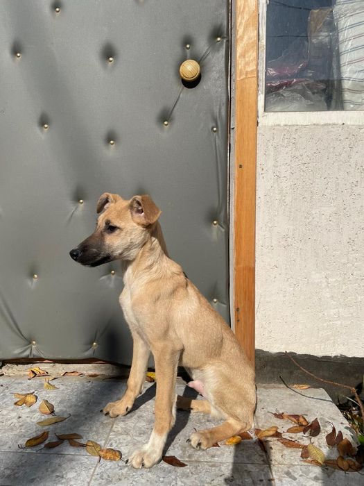 Мальчик помесь с тазы ( мама) ищет дом !