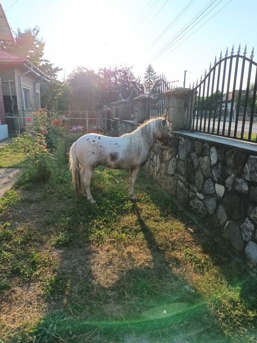 PONEI de vanzare Comisani