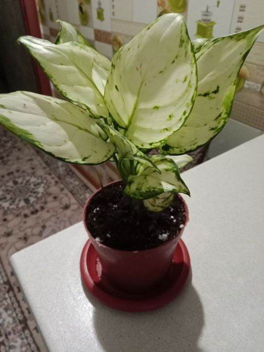 Аглаонему молодую продам