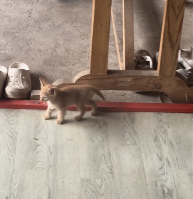 Отдам котят в хорошие руки