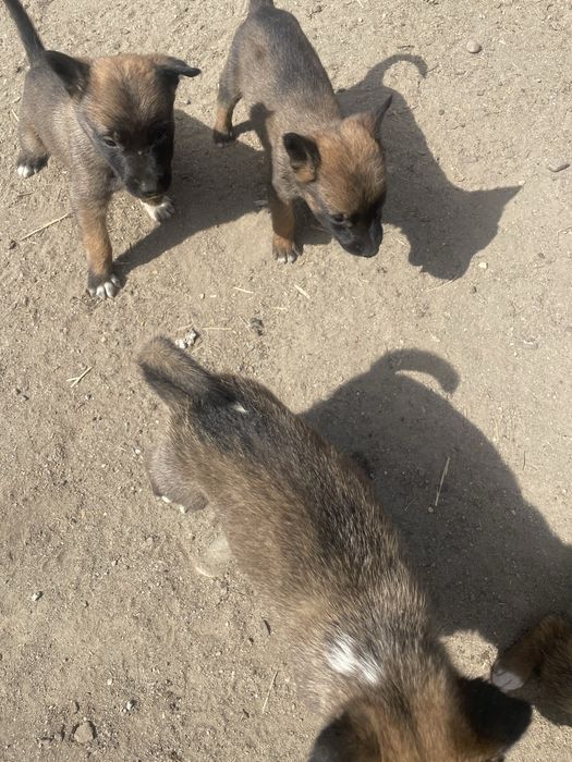 donez catei malinois