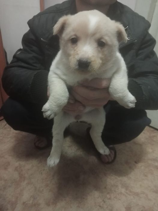 В добрые руки отдам щенят