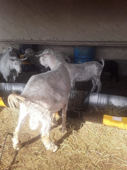 Козы, козёл, коза, козлята