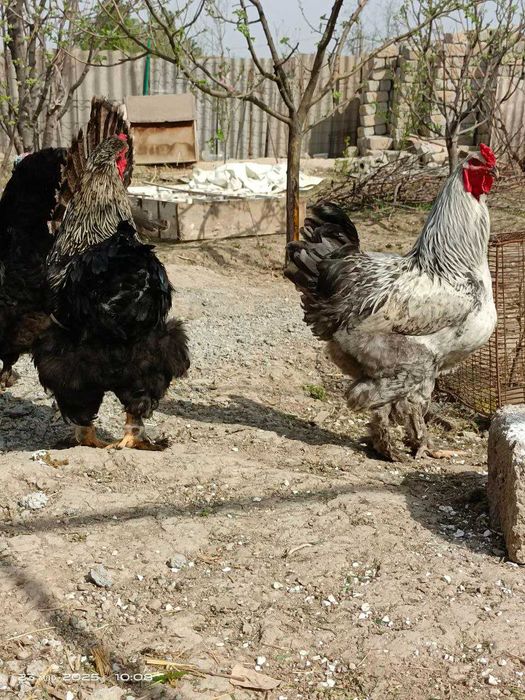 Брама тухумлари хамда брама жу́жалари арзон нархда сотилади.