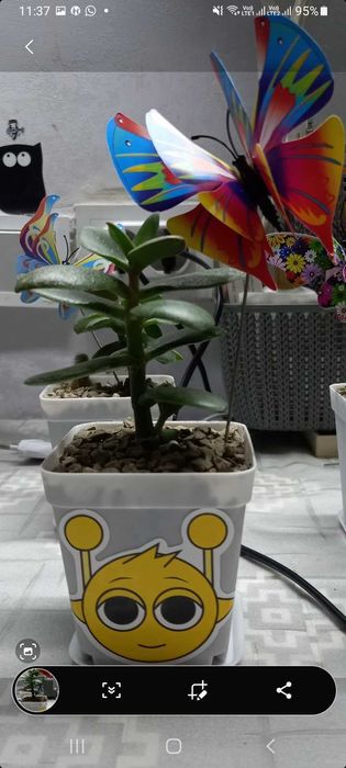 Цветы комнатные-подарок.