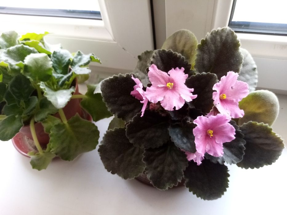 Фиалки маленькие