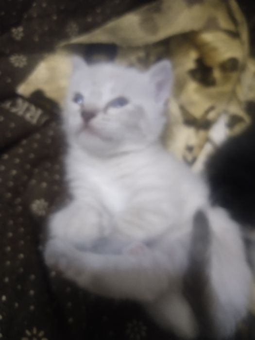 Котята даром в добрые руки