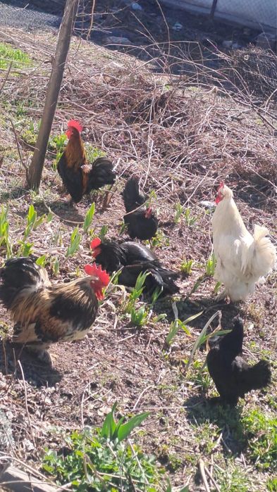 Декоративные куры 6шт