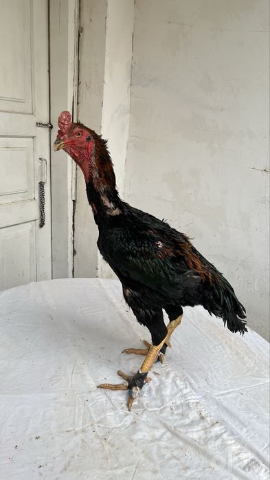 tullak xoʻroz tullak tovuq