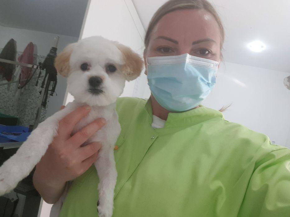 Frizerie canina,felina,cabinet veterinar Petroșani