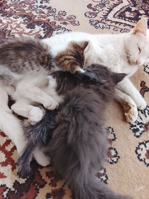 Котята в хорошие руки