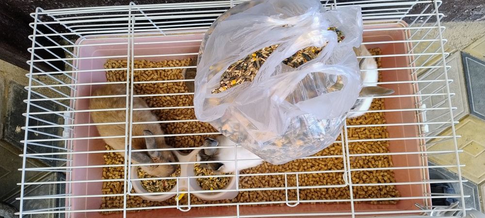 Продаются кролики 4 штуки