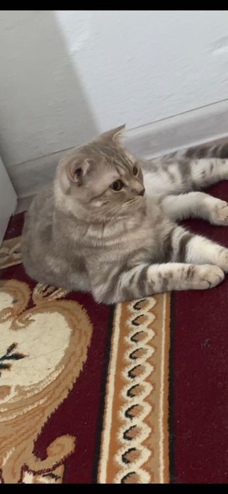 Шотландский кошки