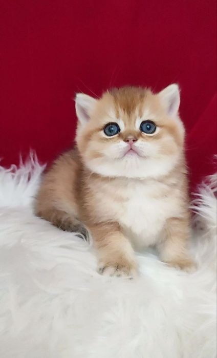 британская золотая шиншилла текированная шиншилла