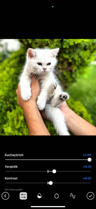 Британская Серебристый шиншилла