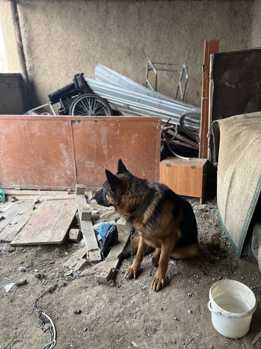 Собака собака овчаркаккк