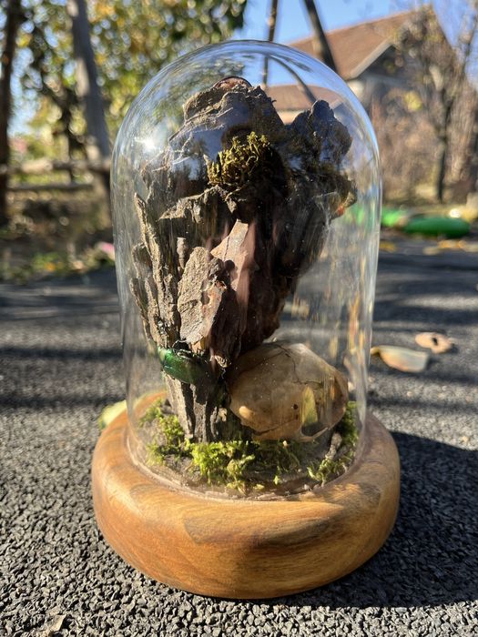 Insectar insecte bijuterie cadou