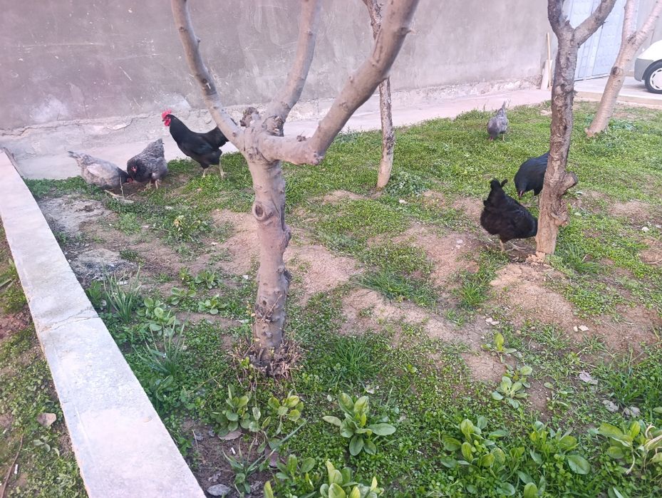 Tovuq lar sotiladi soglom