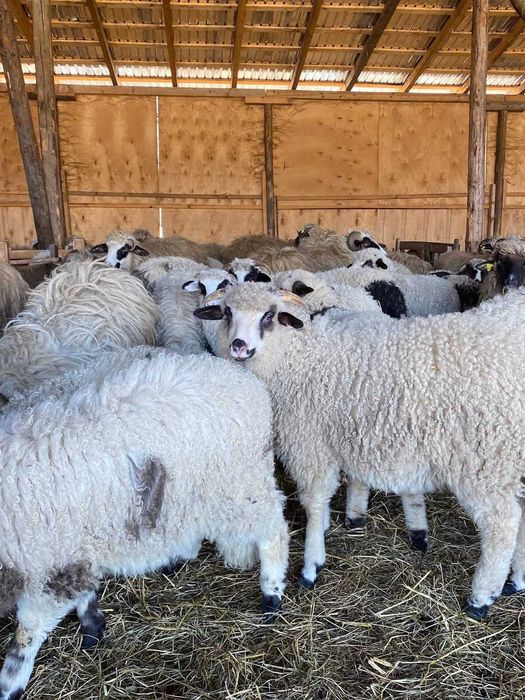 Oi si miei de vanzare