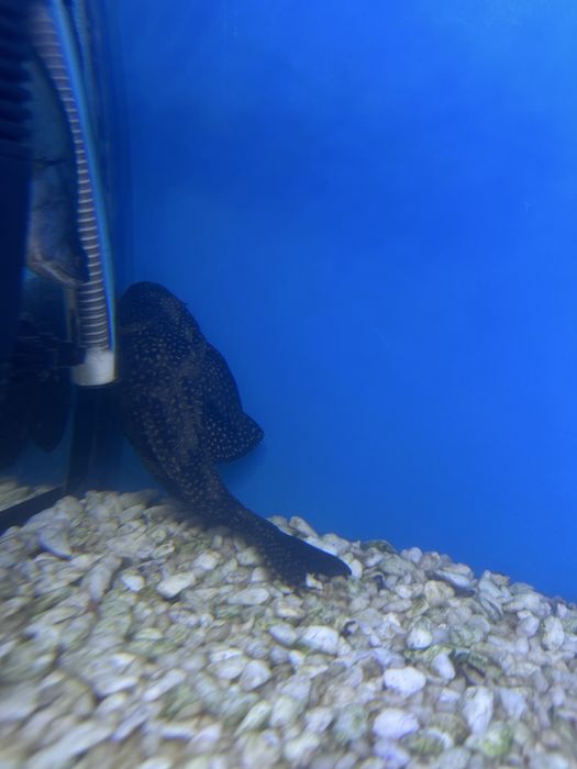 Чистильщик 20 см