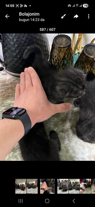 Britanskiy qulogʻi yotgan mushukchalar