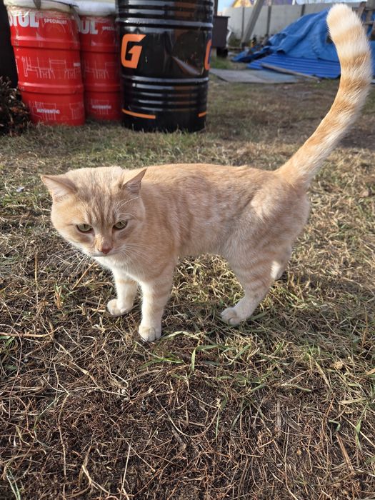Котику-красавцу нужен дом!