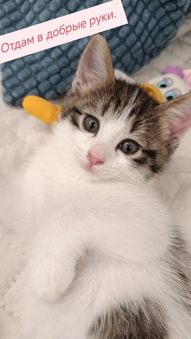 Котенок девочка.