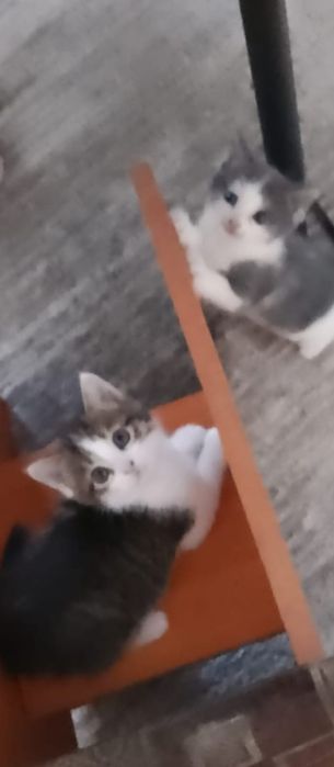 Продам котят в добрые руки