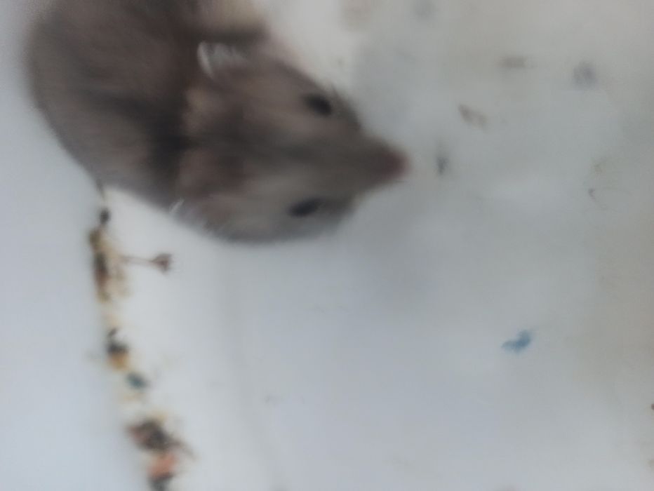 Продам хомечков*