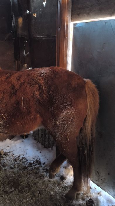 Продам байтал с откорма.