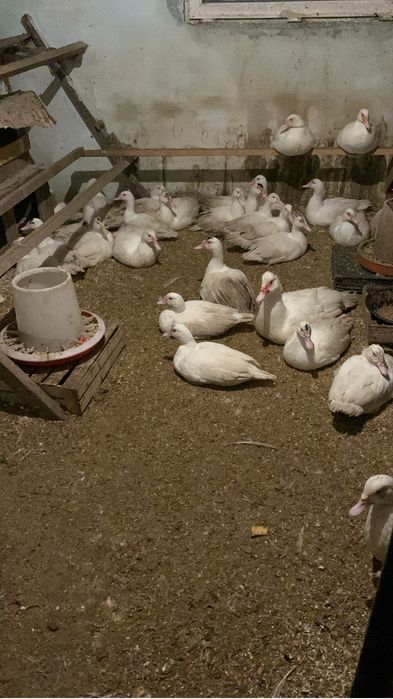 Продам белых индоуток на племя