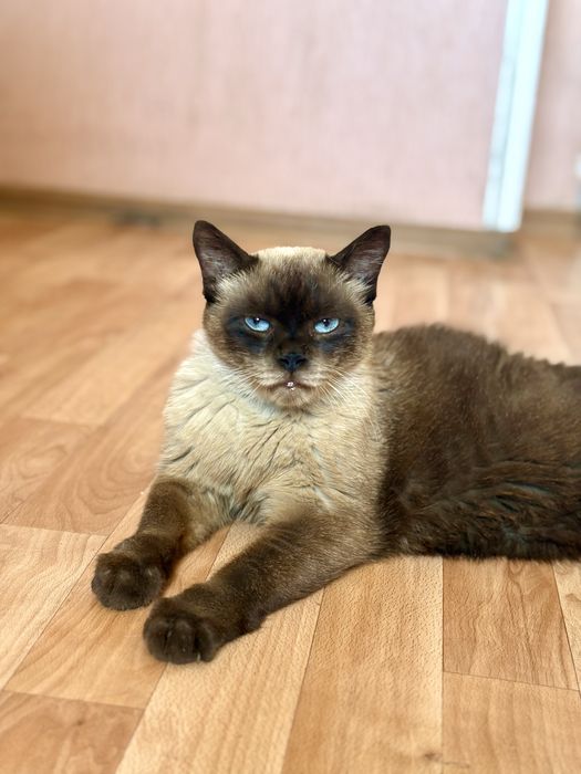 Сиамский кот ищет семью