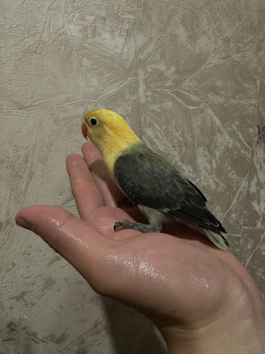 Неразлучка опалине